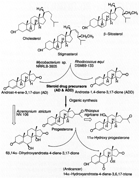 microbial biotransformation of steroids