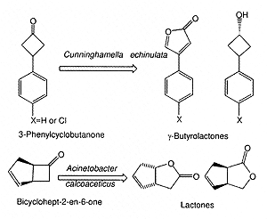 Biotransformation of steroids
